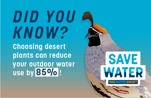 Did you know choosing desert plants can reduce your outdoor water use by 85%