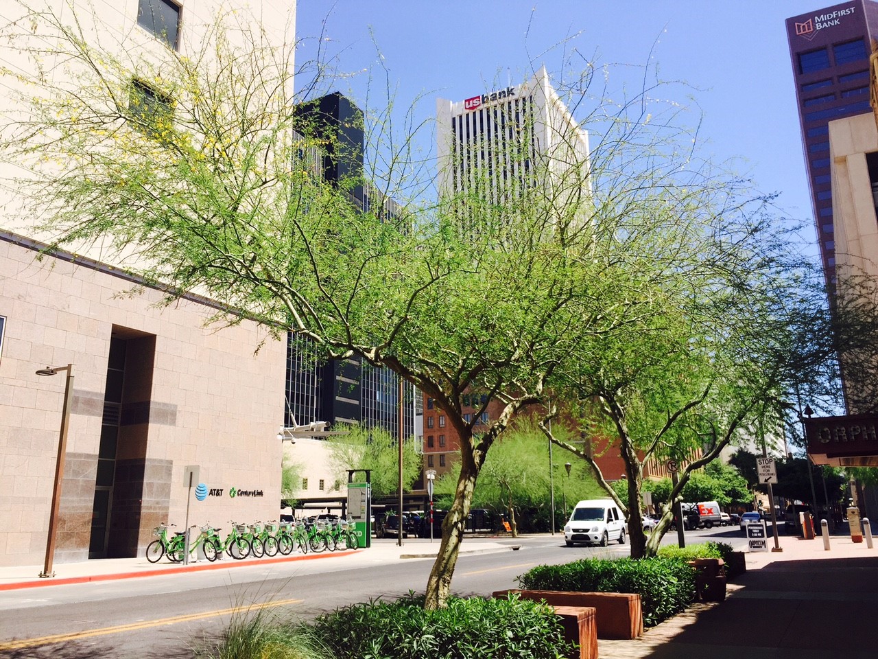 Trees lining the street