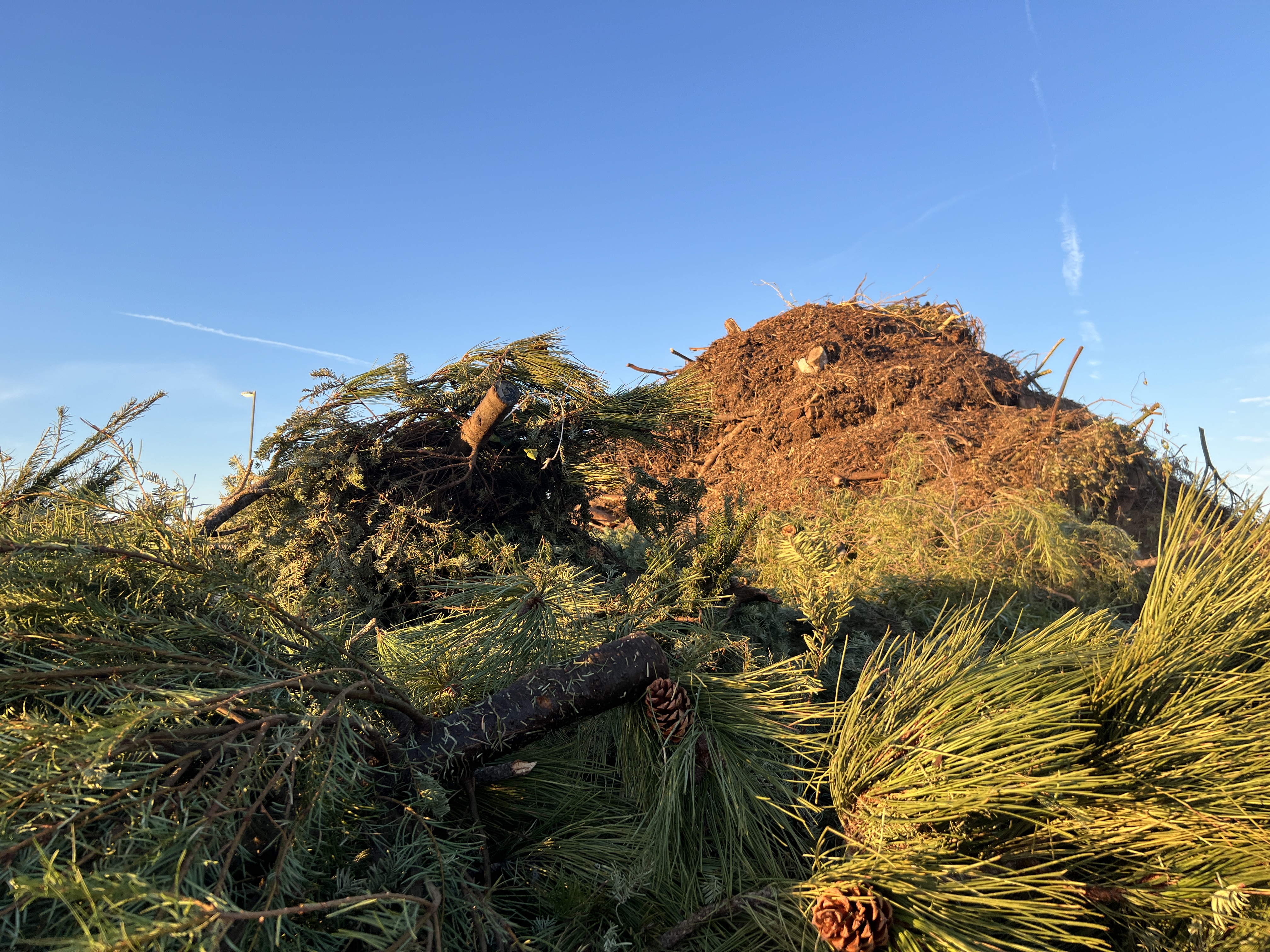 A pile of live Christmas trees sits in front of a compost pile.