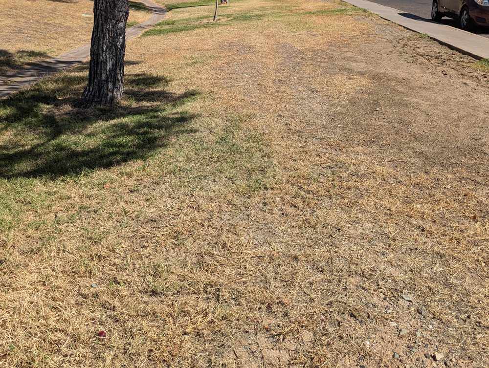 Bad grass example - The areas of bare soil and dead grass are greater than 25%.